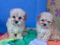 GERÇEK ORJİNAL ANNE BABADAN MALTİPOO YAVRULAR