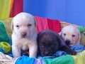 ÇİKOLATA,KREM VE SİYAH ORJİNAL LABRADOR RETRİEVER 