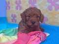 RED BROWN KIZIL ORJİNAL TOY POODLE YAVRULAR 