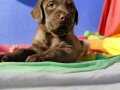 HER RENK EFSANE GÜZELLİKTE LABRADOR RETRİEVER 