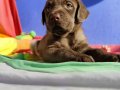 HER RENK MÜTHİŞ GÜZELLİKTE LABRADOR YAVRULAR 