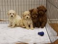 SÜPER FİYATA ORJİNAL GERÇEK POODLE YAVRULAR 