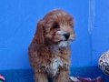 ŞOK ŞOK FİYATA GERÇEK MALTİPOO YAVRULAR 