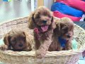 A KALİTE ANNE BABA ORJİNAL CAVAPOO YAVRULAR 