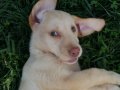 ŞOK ŞOK FİYATA LABRADOR RETRİEVER YAVRULAR 