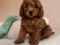 HER RENK HER BOY ORJİNAL TOY POODLE YAVRULAR 