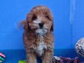 SUPER KALİTE GERÇEK ORJİNAL MALTİPOO YAVRULAR 