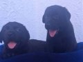 KREM VE SİYAH RENK LABRADOR RETRİEVER YAVRULARIMIZ 