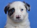 SİYAH BEYAZ VE BLUE MERLE BORDER COLİE YAVRULAR