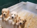 BEBEK YÜZ GERÇEK GOLDEN RETRİEVER YAVRULAR 