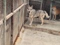 2 YAŞINDA ERKEK WOLF DOG