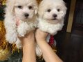 A KALİTE GERÇEK ORJİNAL BİCHON FRİSE YAVRULAR