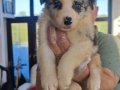 BLUE MERLE ERKEK ORJİNAL A KALİTE BORDER YAVRULAR