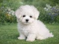 İNANILMAZ UYGUN FİYATLARA GERÇEK MALTESE YAVRULAR 