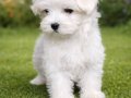 İNANILMAZ UYGUN FİYATLARA GERÇEK MALTESE YAVRULAR 