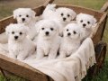 İNANILMAZ UYGUN FİYATLARA GERÇEK MALTESE YAVRULAR 