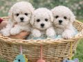 KIVIR KIVIR İNANİLMAZ KALİTE BİCHON FRİSE YAVRULAR 