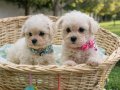 KIVIR KIVIR İNANİLMAZ KALİTE BİCHON FRİSE YAVRULAR 