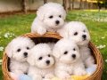 KIVIR KIVIR İNANİLMAZ KALİTE BİCHON FRİSE YAVRULAR 