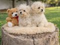 İNANILMAZ UYGUN FİYATLARA GERÇEK MALTİPOO YAVRULAR 