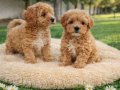 İNANILMAZ UYGUN FİYATLARA GERÇEK MALTİPOO YAVRULAR 