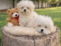 İNANILMAZ UYGUN FİYATLARA GERÇEK MALTİPOO YAVRULAR 