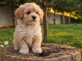 İNANILMAZ UYGUN FİYATLARA GERÇEK MALTİPOO YAVRULAR 
