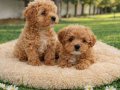 İNANILMAZ UYGUN FİYATLARA GERÇEK MALTİPOO YAVRULAR 
