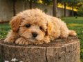 İNANILMAZ UYGUN FİYATLARA GERÇEK MALTİPOO YAVRULAR 