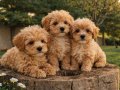 İNANILMAZ UYGUN FİYATLARA GERÇEK MALTİPOO YAVRULAR 