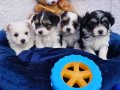 Avuç İçine Sığan Maskeli Orjinal Morkie Yavruları