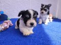 Avuç İçine Sığan Maskeli Orjinal Morkie Yavruları