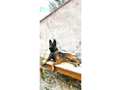 safkan belçika malinois yavruları