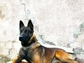 safkan belçika malinois yavruları