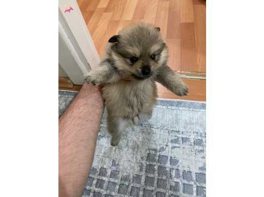 1 aylik erkek cok oyuncu ayi surat pomerian