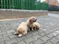3 YAVRU KÖPEĞİMİZ SAHİPLENDİRİLMEYİ BEKLİYOR