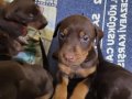 A kalite Doberman Bebekler