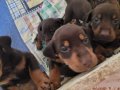 A kalite Doberman Bebekler