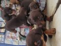 A kalite Doberman Bebekler