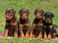 A kalite Doberman Bebekler
