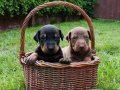 A kalite Doberman Bebekler