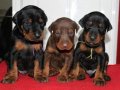 A kalite Doberman Bebekler