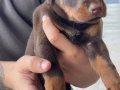 A kalite Doberman Bebekler