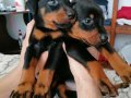 A kalite Doberman Bebekler