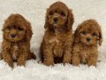VETERİNER KLİNİĞİNDE TESLİM MİNİ MALTİPOO BEBEKLER