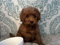 VETERİNER KLİNİĞİNDE TESLİM MİNİ MALTİPOO BEBEKLER