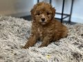 VETERİNER KLİNİĞİNDE TESLİM MİNİ MALTİPOO BEBEKLER
