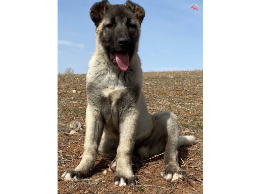 A kalite ve uygun fiyata Kangal köpeği yavruları 