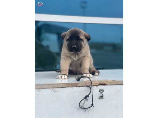 A kalite ve uygun fiyata Kangal köpeği yavruları