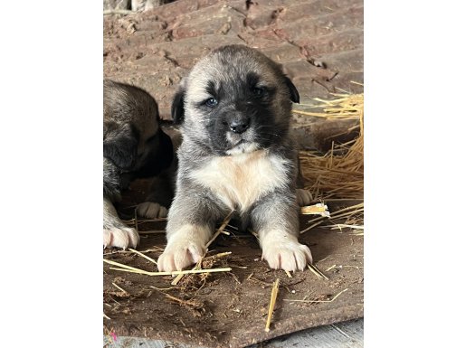  Kangal yavruları 